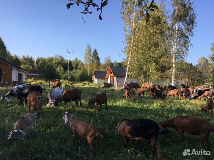 Нубийские козы