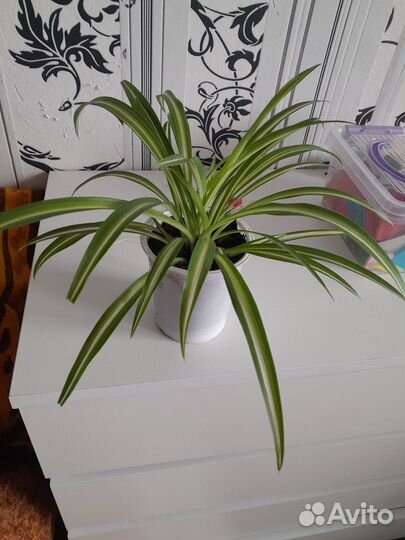 Хлорофитум