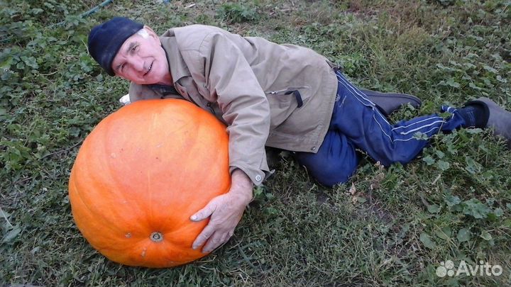 Огромный чеснок в наличии Гигантская тыква.Высылаю