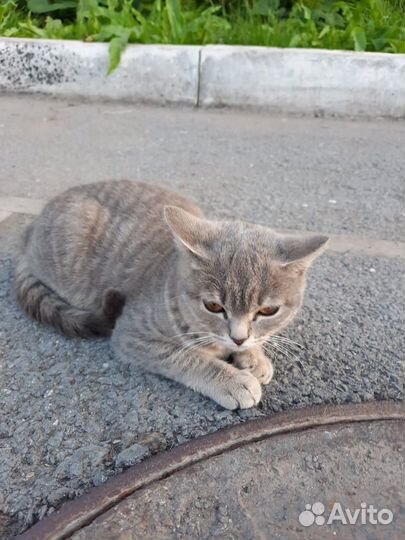 Кошка