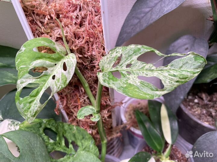 Монстера адансони марбл моттлед