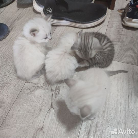 Котята в добрые руки