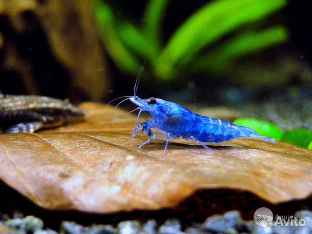 Аквариумные креветки