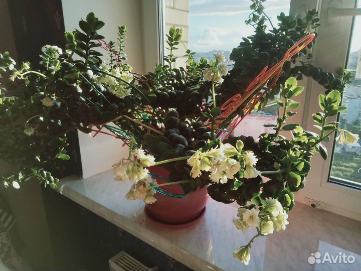 Комнатные цветы Коланхое