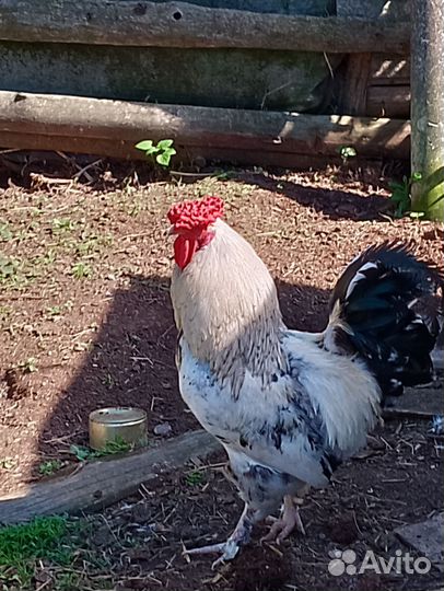 Петухи порода Брама