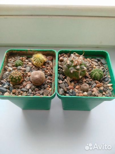 Кактусы и суккуленты