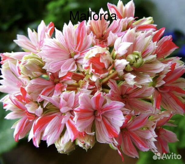 Пеларгонии