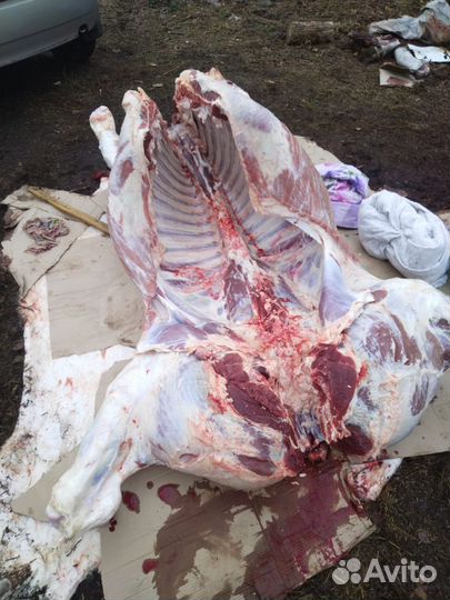 Продам мясо