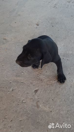 Щенки курцхаара