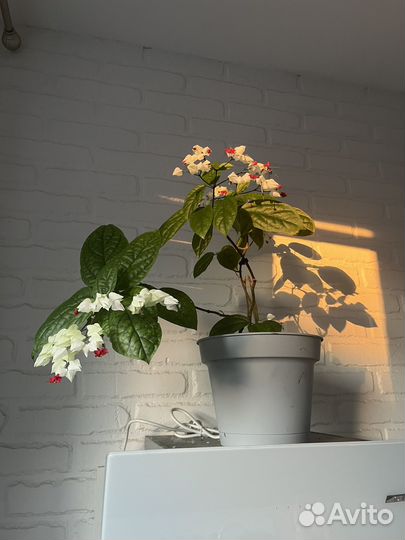 Клеродендрум томпсон