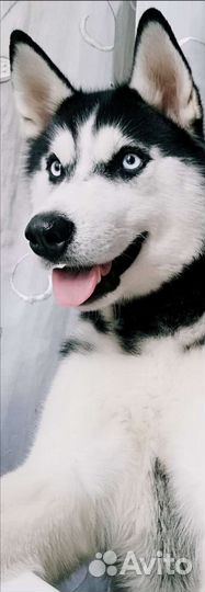 Сибирский хаски вязка