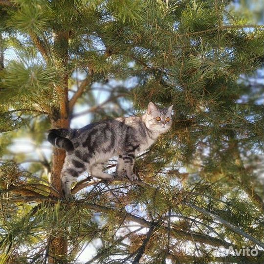 Зоопсихолог, коррекция поведения кошек