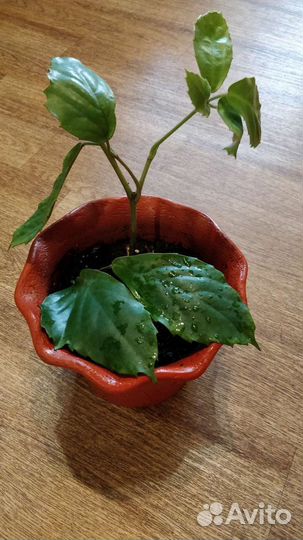 Тетрастигма Вуанье