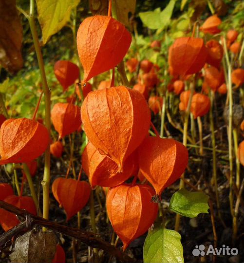 Мята яблочная,таволга, хосты, гортензия древовидна