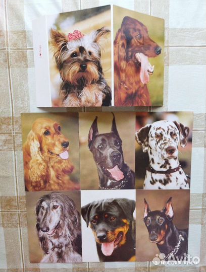 Наборы открыток с породами собак