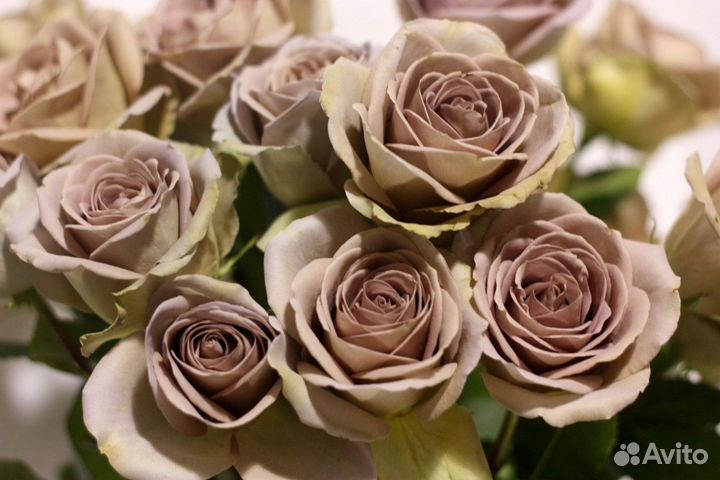 Роза пепельная Амнезия Ч/Г