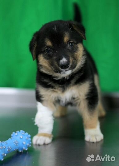 Щенок Барончик ищет хозяев