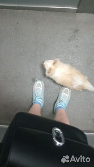 Сиделка для ваших питомцев