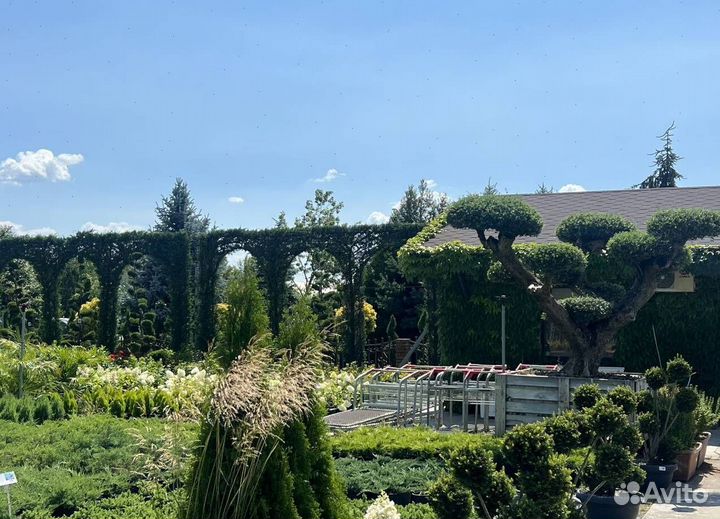 Можжевельник казацкий голубой