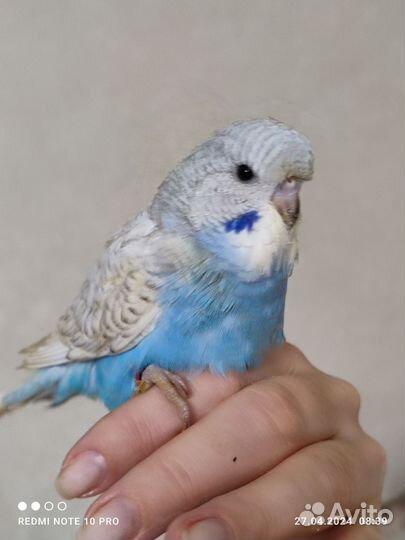 Волнистые попугаи чехи