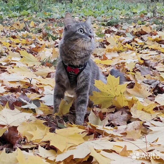 Шлейка-жилет с бантиком и поводок для собак/кошек