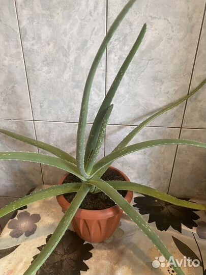 Комнатные цветы алоэ