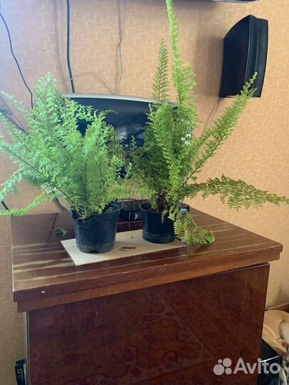 Папоротник нефролепис и алоэ