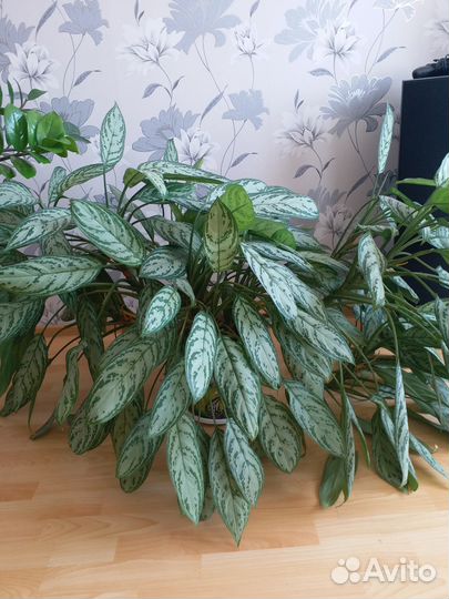 Цветок для дома или офиса