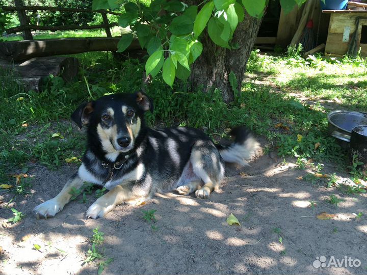 Собака в добрые руки