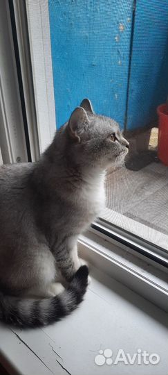 Шотладская кошка