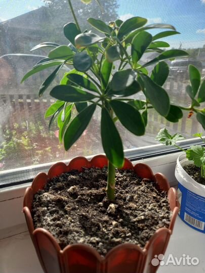 Шефлера, диффенбахия