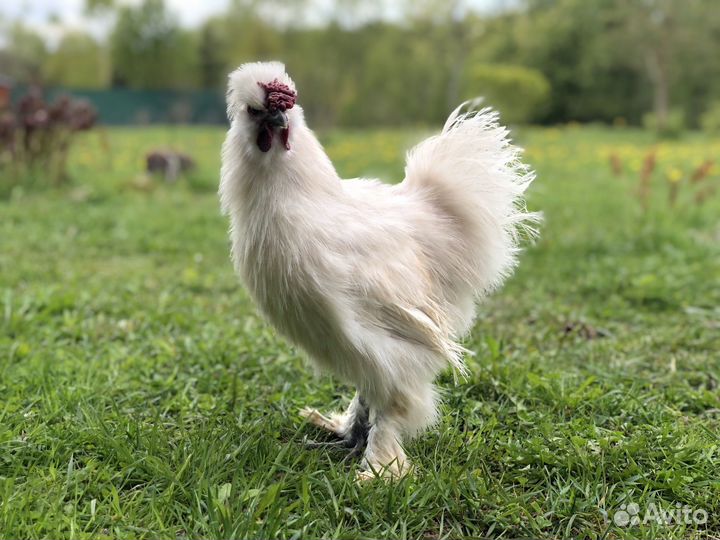 Китайская Шелковая обмен продажа петухи