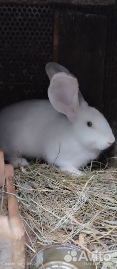 Продам кроликов