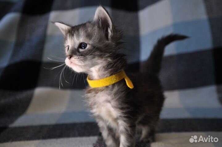 Котята мейн-кун