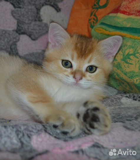 Супер -кот золотого окраса