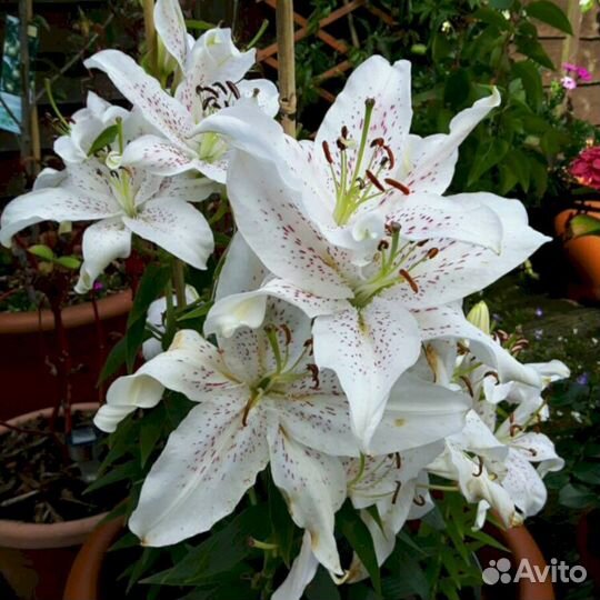 Лилия саженцы Экстраваганца