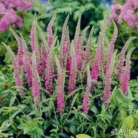 Вероника колосковая низкорослая