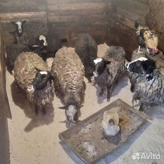 Овцы бараны ягнята оптом