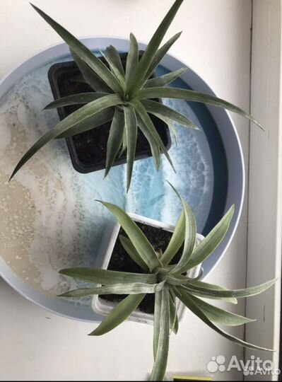 Ананас растение