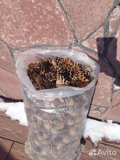 Шишки сосны Мульча