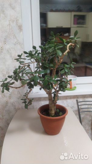 Денежное дерево