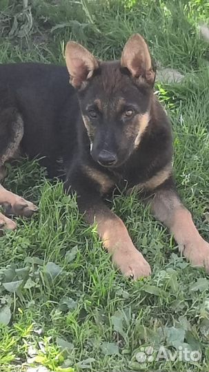 Восточноевропейская овчарка