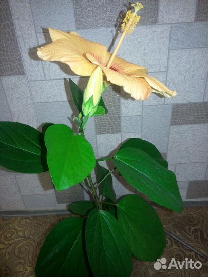 Гибискусы. Сортовые