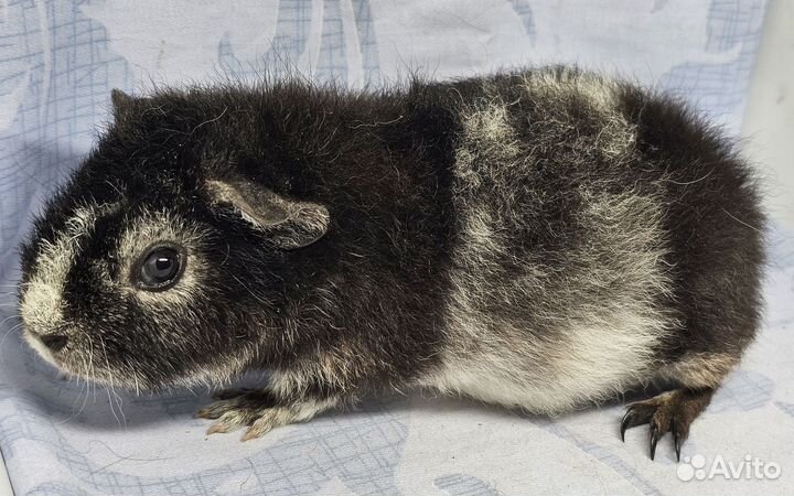 Морские свинки