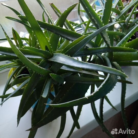 Алоэ вера лечебный