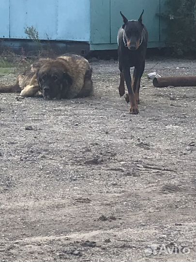 Щенки добермана