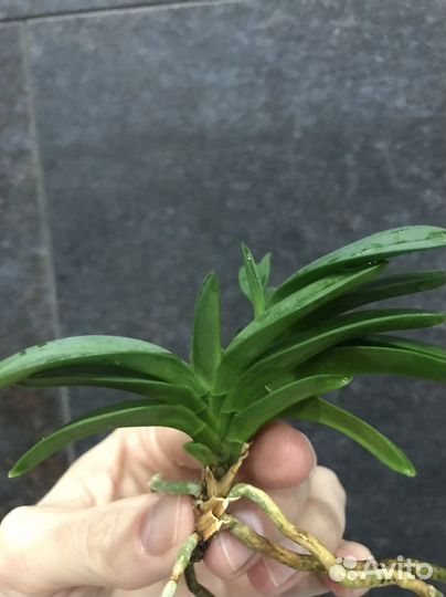 Орхидея neofinetia falkata “Ёдо-но-матсу”