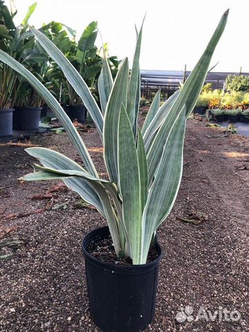 Сансевиерия манолин