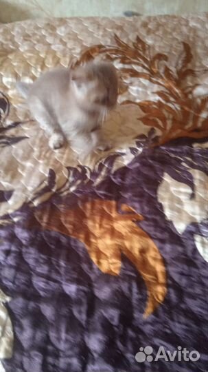 Вислоухие котята