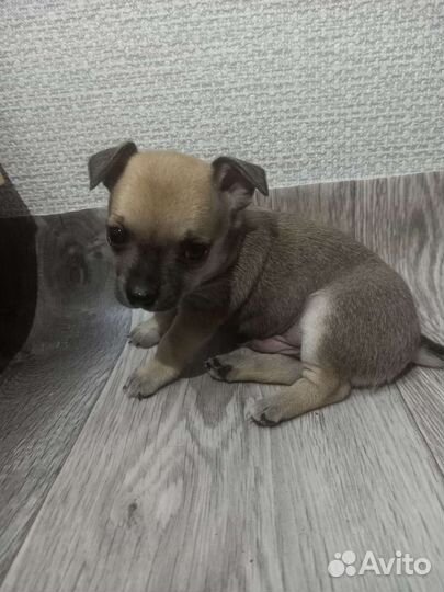 Щенки чихуахуа мини